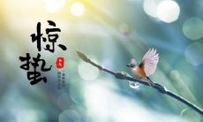 揭秘惊蛰节气，分享惊蛰祝福语，呈现精选惊蛰篇章，收录经典惊蛰发朋友圈句子，让你的网络世界更加温馨愉快！