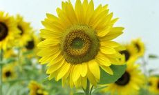 女性鼓舞心情的励志语句，让你快乐满溢！