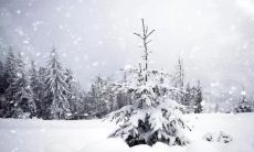 一场绵绵的白雪从苍穹飘洒而下，铺盖着整个世界，仿佛整个城市沉睡了一般，唯有纷飞的雪花在闪烁着神秘的光芒