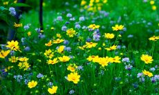 一大堆描写春天的美妙景象的精彩句子，让你感受到盛开的花朵、沐浴着温暖阳光的人们、散发着芬芳气息的花香，以及所有春天带来的生命和希望！