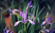 探寻植物王国：以花卉名称为主题的探索之旅