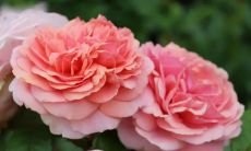 绝对没有污点的干净、纯洁且温馨的关于爱情的句子