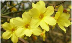 一篇充满诗意和美感的迎春花句子集锦，尽享春日般的温馨和喜悦