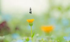 全网最全的清明节图片分享合集，涵盖经典古诗词、祭品供品、民俗习惯、祭祀场景等丰富多彩的内容