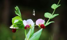 如何在清明节发朋友圈的说说时表达诚挚的悼念之情？