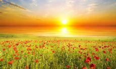 感恩的句子同窗们：谢谢你们陪我走过大学岁月的美好，让我在人生道路上留下最珍贵的回忆！