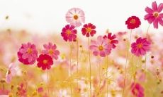 在愉快轻松的氛围下，享受快乐并开怀大笑的句子