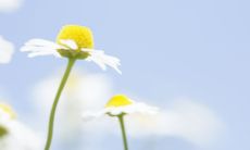 从生活中获取的幽默感，让人生更有趣：逗乐感悟句子集锦