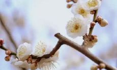 小学生创作的令人陶醉的春天景象描写，令人怦然心动的诗句