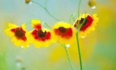 感恩亲密的兄弟姐妹们带给我的温暖、支持和陪伴，让我更加感恩这份珍贵的情谊