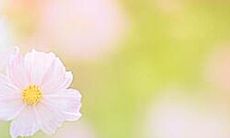 感受亲情之美：浪漫唯美的形容句和表达心情的短语集合