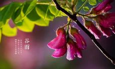 40个谷雨节气朋友圈说说句子，祝福温馨感人，让您的朋友们感受到您的关怀与温暖！