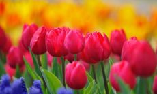 描述朋友之间情同手足的优美句子