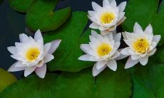 借夏日阳光，发一封简短问候短信