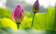 探讨经典的句子在语言和文化中的价值以及在当代社会中的应用和影响