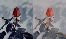 五千余句的精选，致敬友情之美！