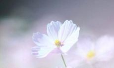 探讨友情主题的优美、富有文化气息的句子和文艺风格