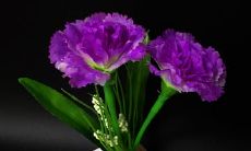 表达史诗般的友谊的震撼句子