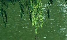 一些可以用于2022年清明节微信说说的短语和句子推荐