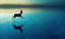 一些表达着纯粹友情的深邃、美妙句子，诠释着最亲密自然的感情