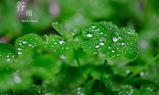 分享一些祝福语，迎接谷雨节气来临