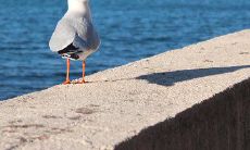 领导值得受到的赞赏：送上感恩之情的长篇问候短信