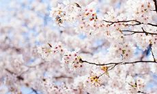 在春光明媚的季节里，向你传递温暖问候的短信