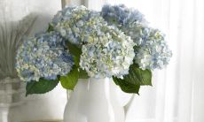 一年级学生如何通过句子表达感恩的思想和情感？