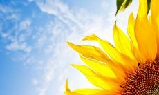 追求了艰苦卓绝的奋斗后获得的甜蜜果实：让人欣慰的快乐语句