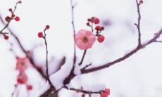 探寻惊鸿之姿的古代神韵：优美的古典诗句之旅