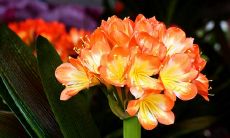 狗年春节过后，给亲朋好友发的问候短信内容大集锦