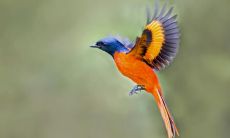 探究自然美妙之鸟：一组描述鸟儿生命与自然之美的诗句