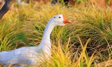 如何保持心情愉悦并持续开心的有效方法