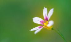 以表达家庭情感为立意的具有亲情主题的言辞