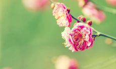 一句令人欣喜的话语能够带来幸福感和愉悦情绪