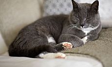 探寻猫咪魅力无限的世界：颂扬猫的神秘与温馨的唯美句子汇总