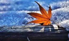 冬至到了！欢迎迎接充满温暖和希望的冬季，用这些温馨的冬至早安语带给你祝福和快乐！