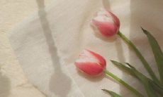 浪漫甜言蜜语的小文句，可爱情侣的心之所向