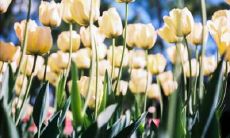 Three Sentences in English About the Friendship Between Three Individuals