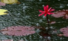 透过窗户细雨缓缓落下的美丽景象：由诗人描写的无限可能的雨之句子