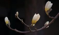 哀思久久难扫，永怀亲人逝世之痛：颂扬怀念逝者之心的诗句