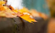 秋意渐浓，心情随之变化，一起来谈论一下吧！