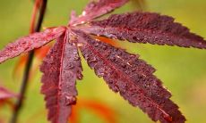 秋天朋友圈语录合集-精选经典语录分享给亲友，表达深情祝福及感恩情怀！