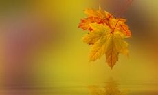 令人感伤的句子：探析落叶所诉说的故事和不同季节的情感寓意