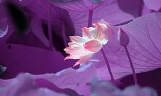 经典佛學句子，探索愛情之源