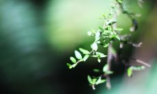 亲情的纽带无法被任何剪刀割裂：探究人类最珍贵的情感纽带