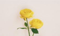 销售团队队名和队呼口号全集大全，提升销售氛围的完美指南