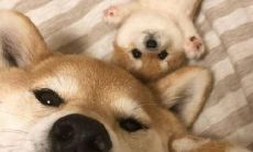 用充满喜悦的语言描述欢腾欣喜之情的句子