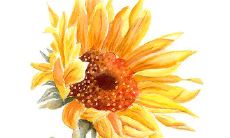 感恩生命中的点点滴滴，精心设计的文艺句子赋予了内心深处的感情、思考和感悟