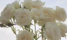 浅显明了的精品文案，适合小众市场需求